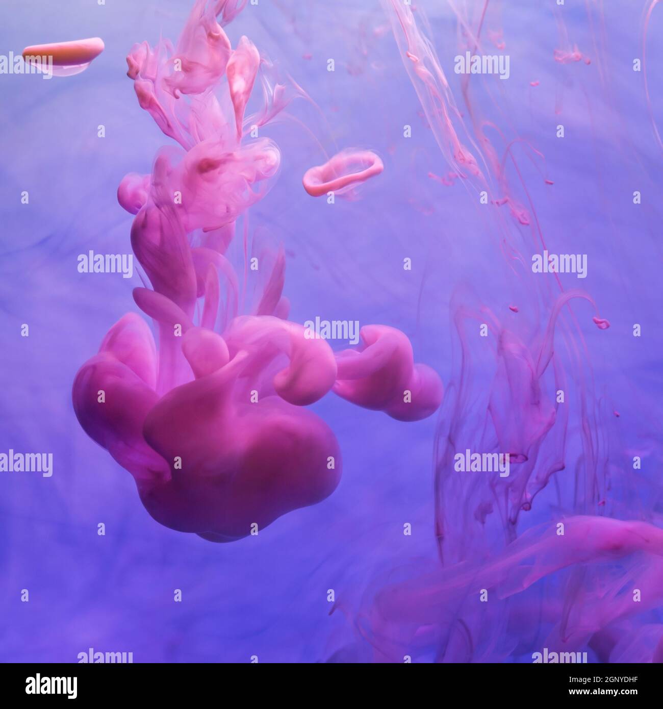Pink ink drops in water on blue background Stock Photo