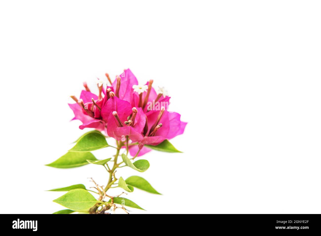 Pink bougainvillea isolated on a white background Stock Photo - Alamy