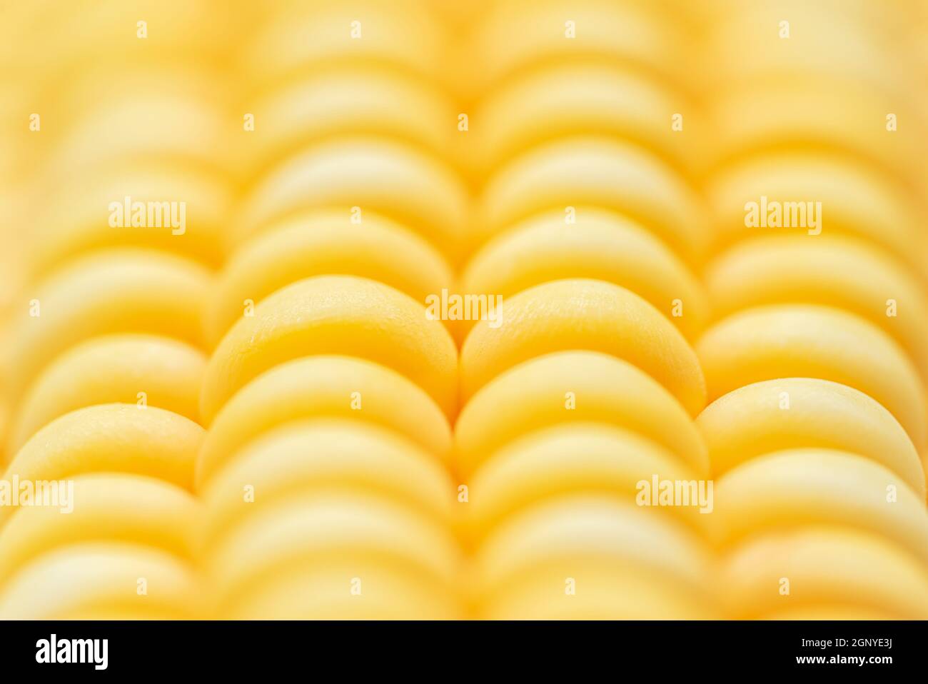 Close up of yellow corn kernels. Selective focus Stock Photo
