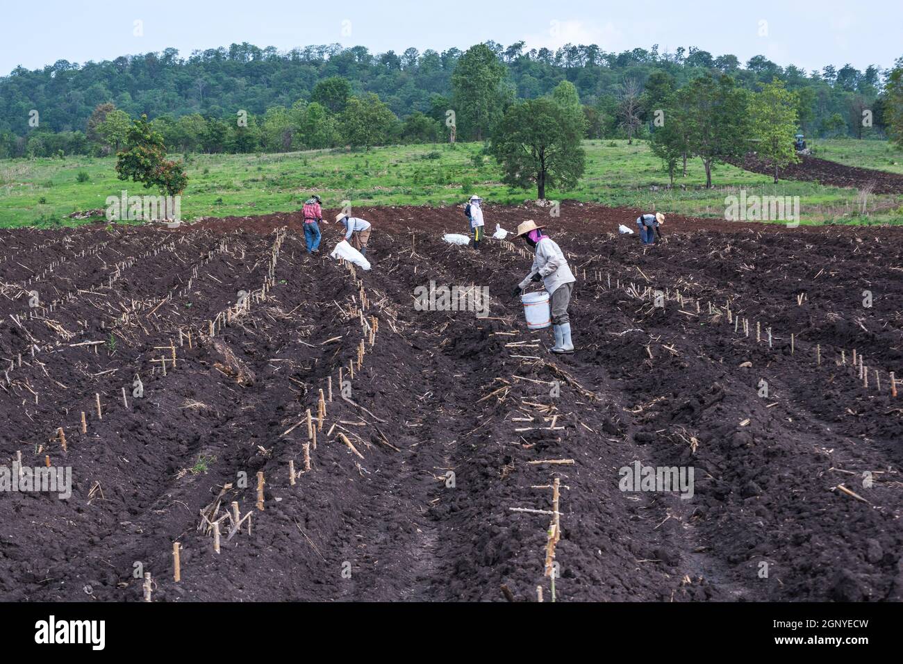 Farmers seedling transplanting of cassava plant into soil for planting