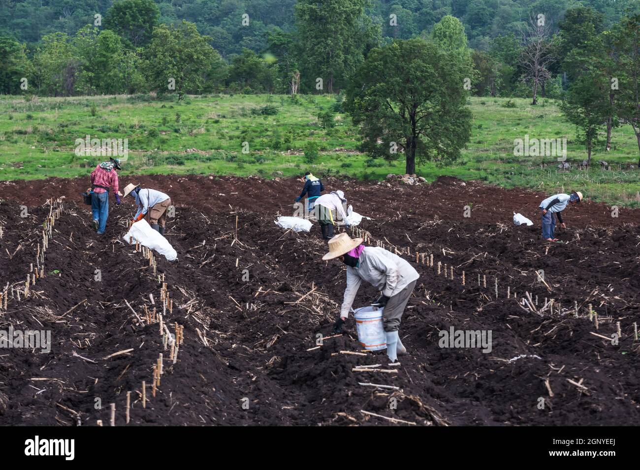 Farmers seedling transplanting of cassava plant into soil for planting