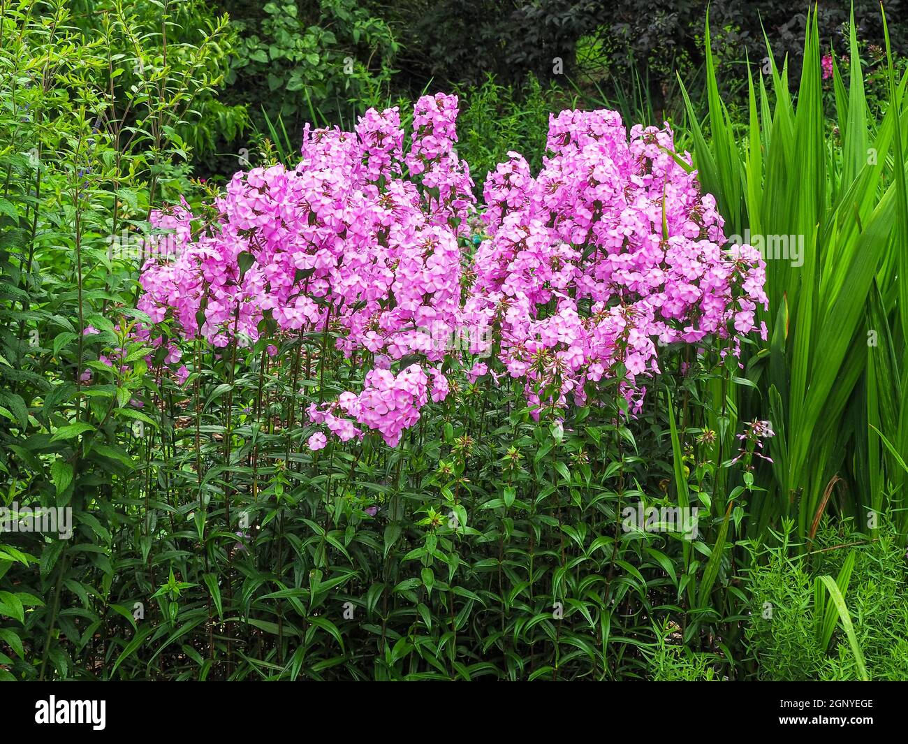 A clump of bright pink Phlox paniculata flowering amongst green vegetation in a garden Stock Photo