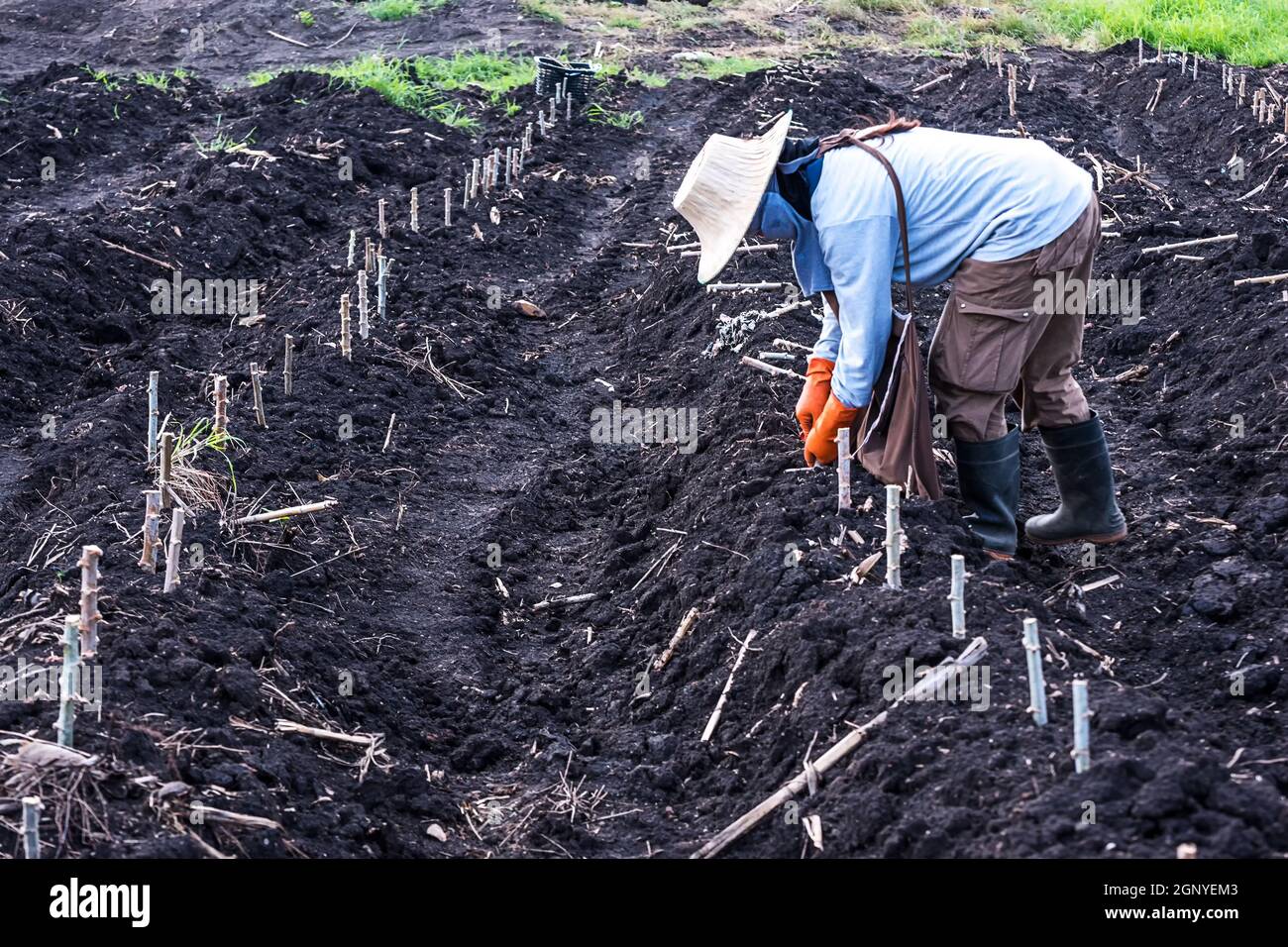Farmers seedling transplanting of cassava plant into soil for planting