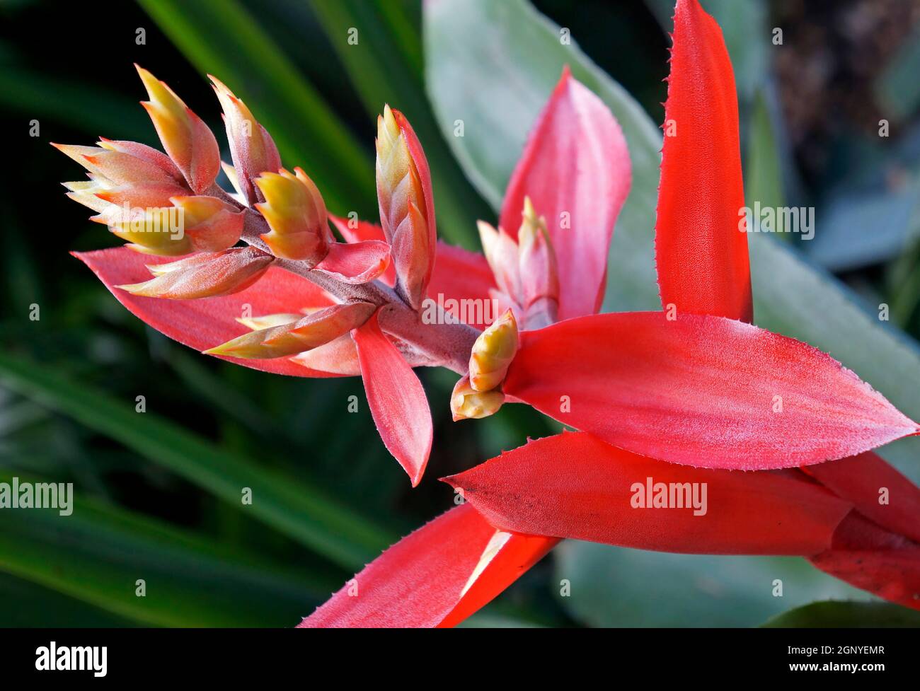 Bromeliad flower (Aechmea tillandsioides) on tropical garden Stock Photo