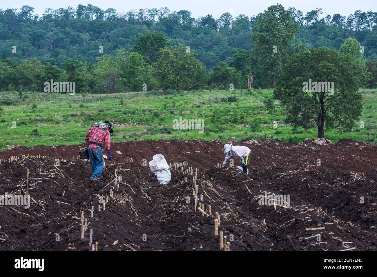 Farmers seedling transplanting of cassava plant into soil for planting