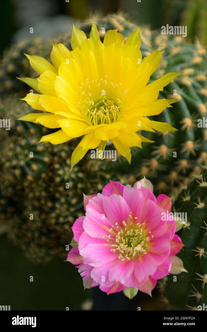 Blooming Lobivia spp. flowers in cactus garden. Stock Photo