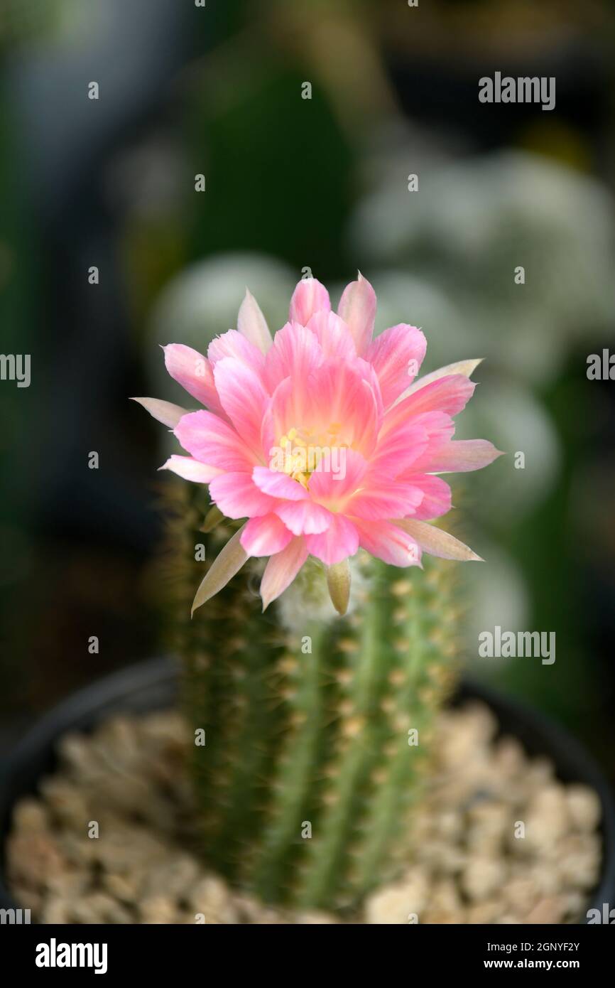 Tiny pink flower of Lobivia spp. hybrid on blurred cactus background. Stock Photo