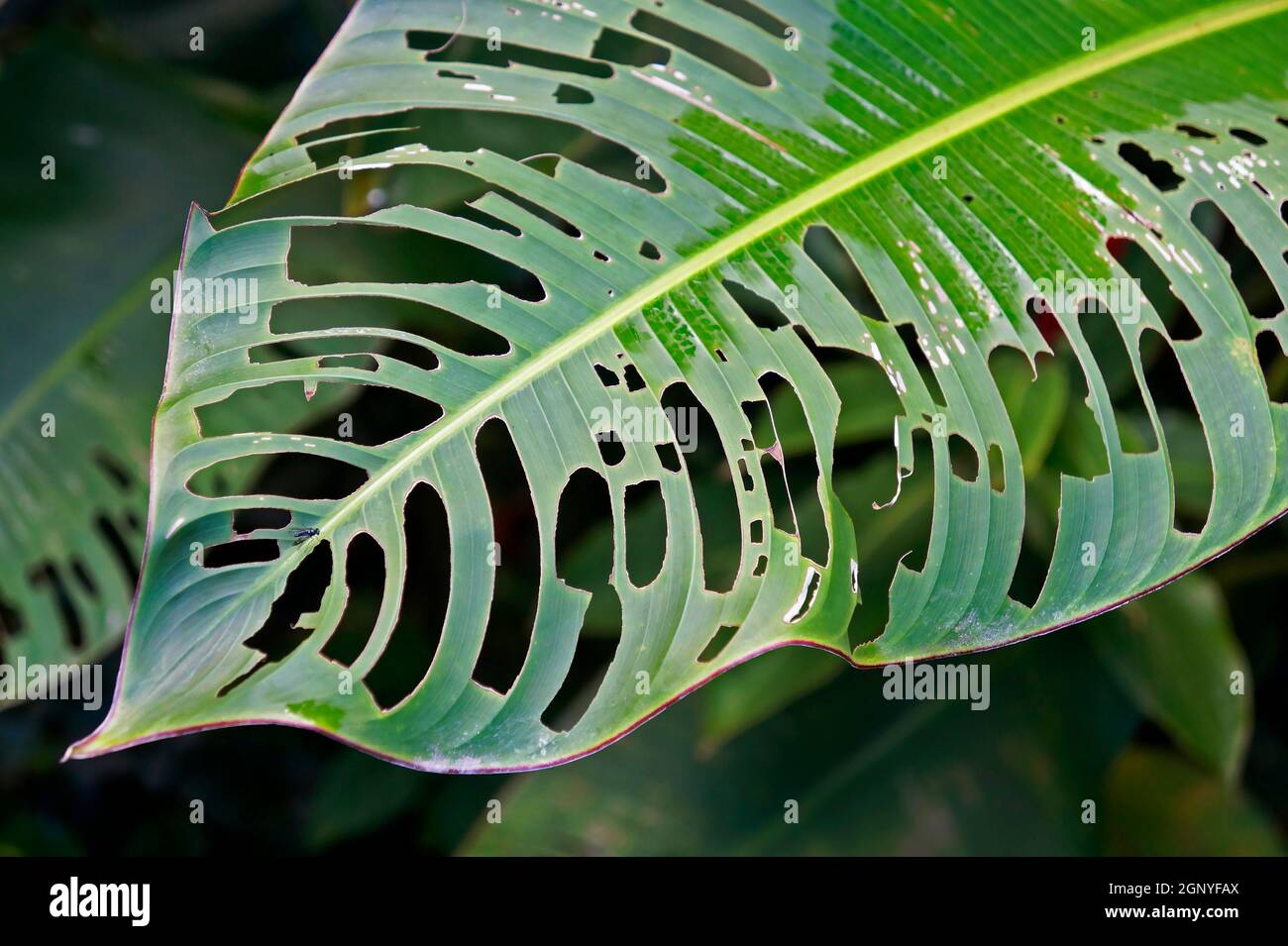 Heliconia leaf eaten by caterpillars Stock Photo