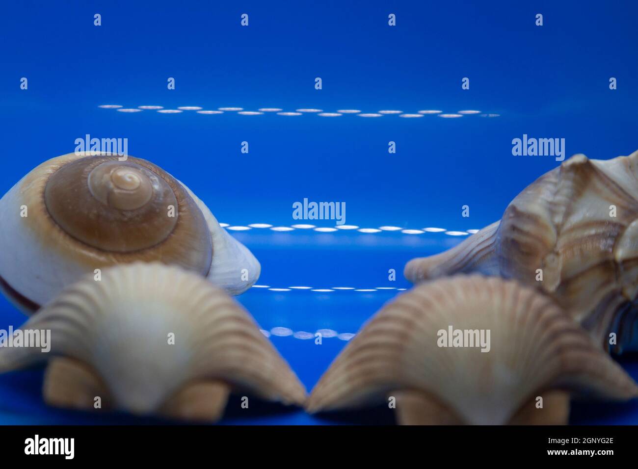 Whelk seashells hires stock photography and images Alamy