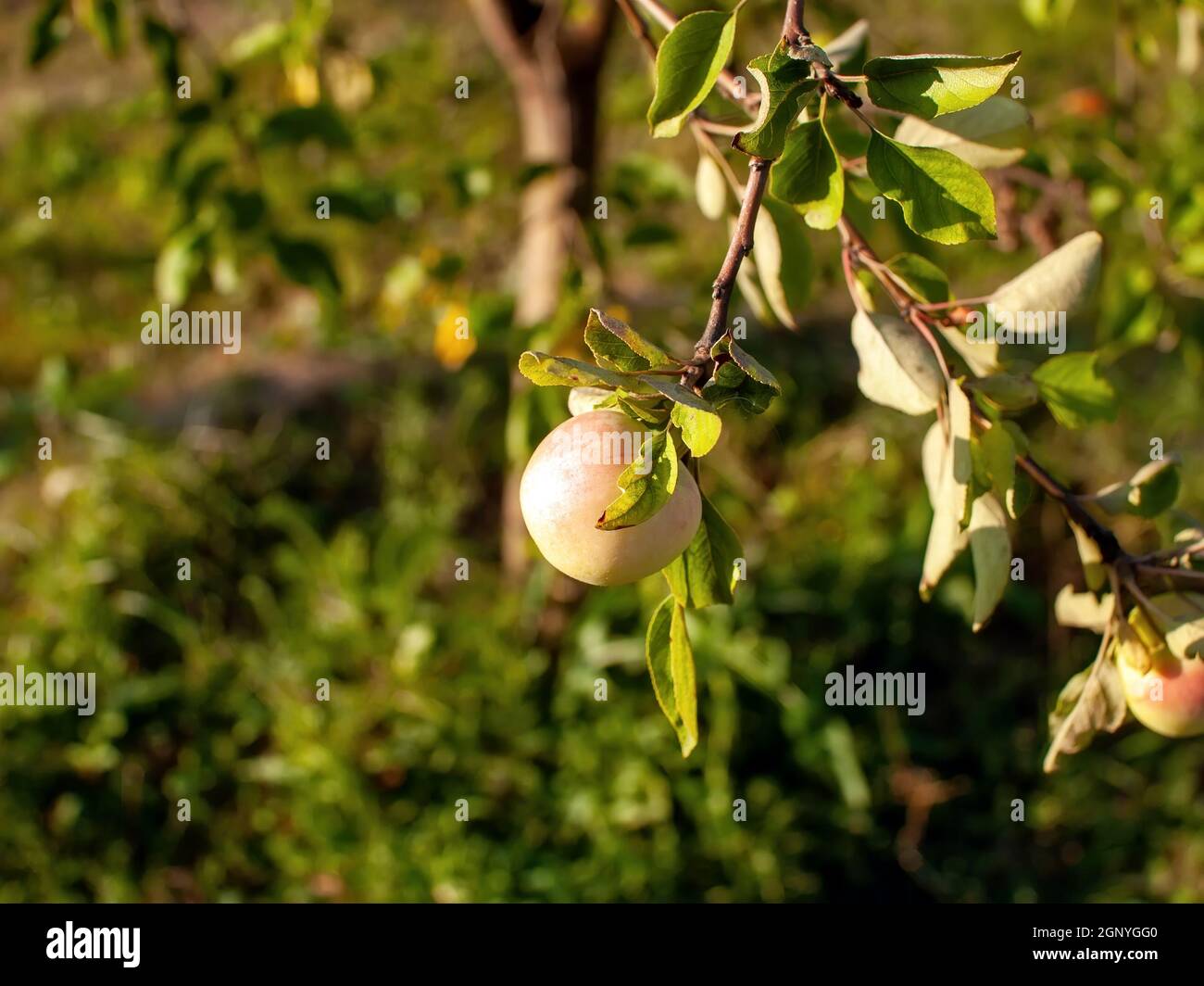 unripe apples on a branch in the garden, in summer Stock Photo - Alamy