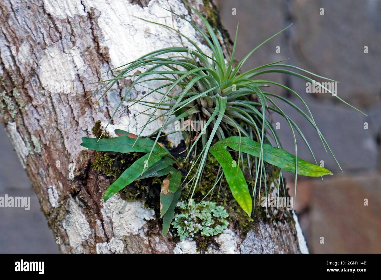Epiphytic plants on tree trunk Stock Photo