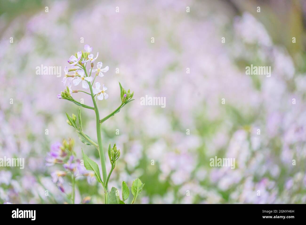 Spring flower garden. Shooting Location Tokyo metropolitan area Stock
