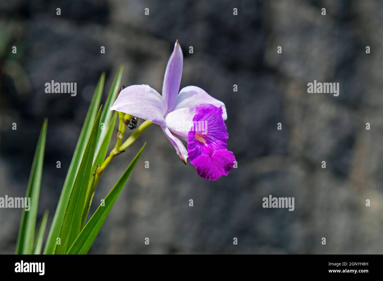 Bamboo orchid flower (Arundina graminifolia) Stock Photo