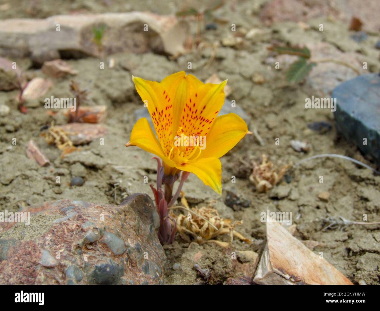 Amancay (Alstroemeria patagonica), yellow flower of patagonian steppe Stock Photo