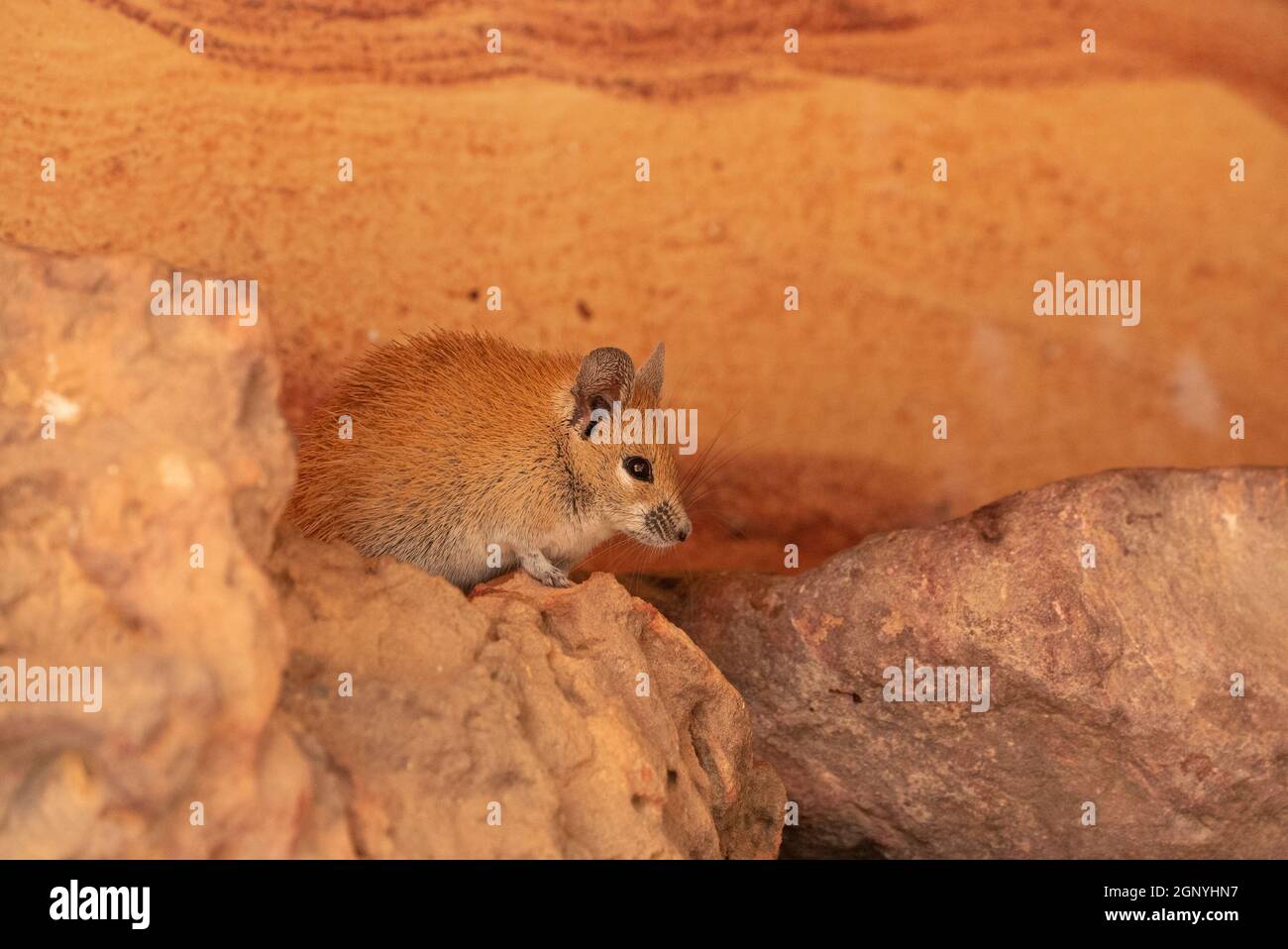 Golden spiny mouse (Acomys russatus) Stock Photo