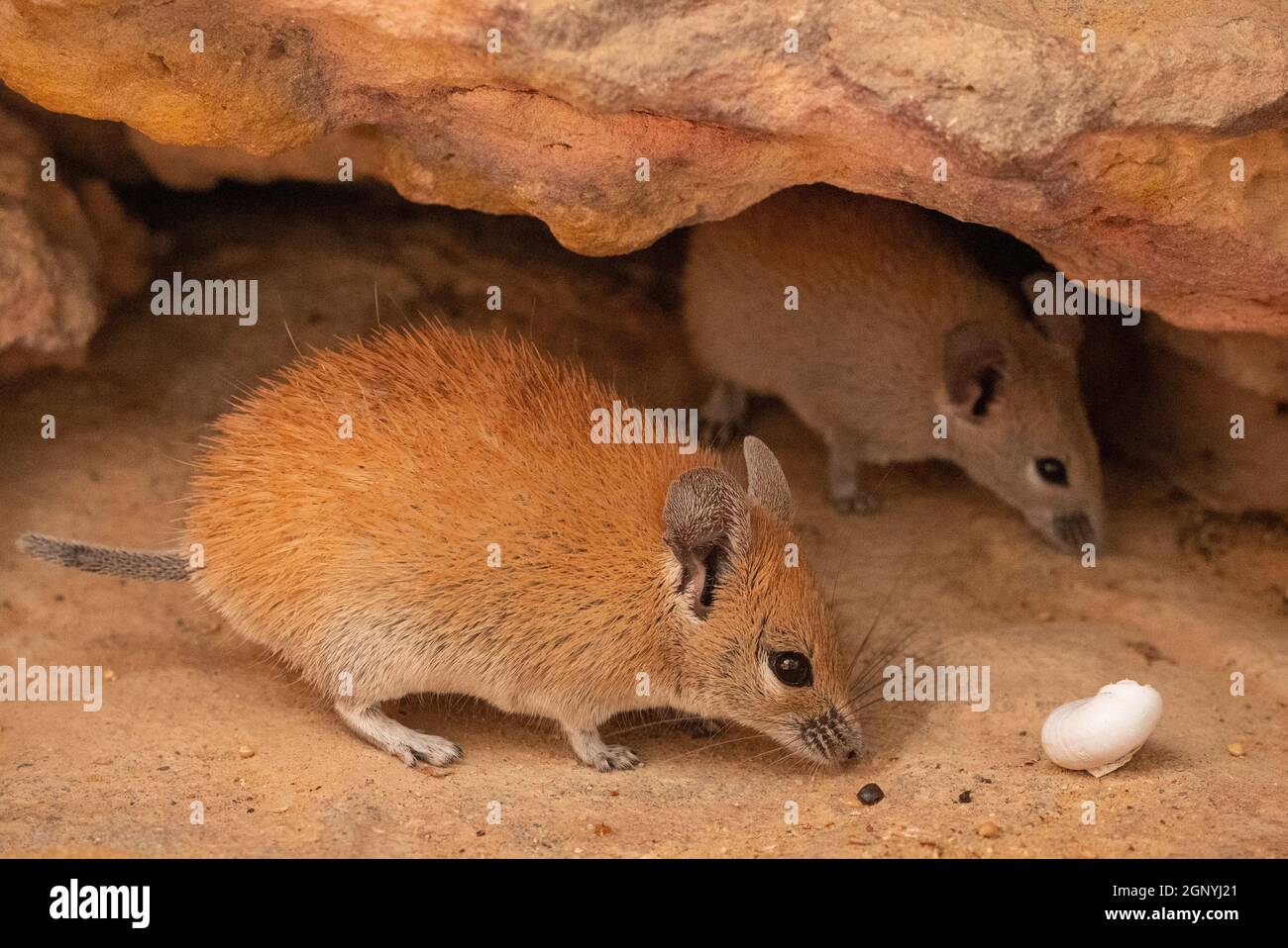 Golden spiny mouse (Acomys russatus) Mature and young Stock Photo