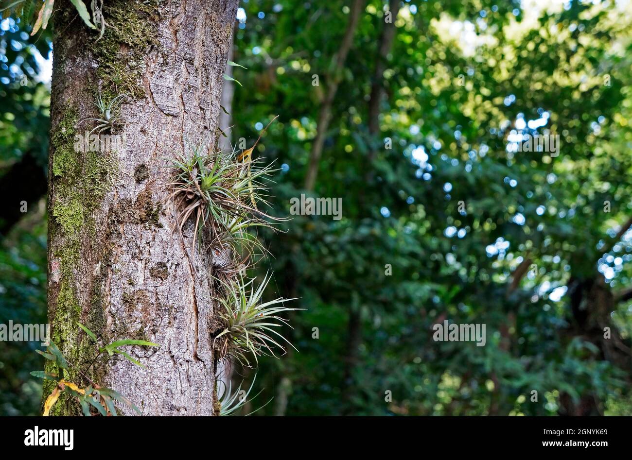 Epiphytic plants on tree trunk on tropical rainforest Stock Photo