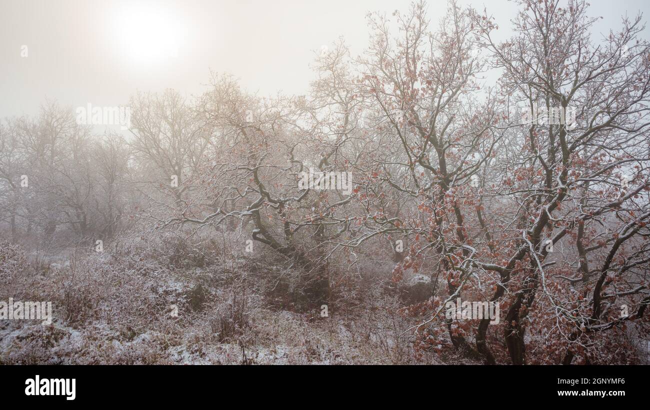 Oak tree forest in winter with snow and fog Stock Photo - Alamy