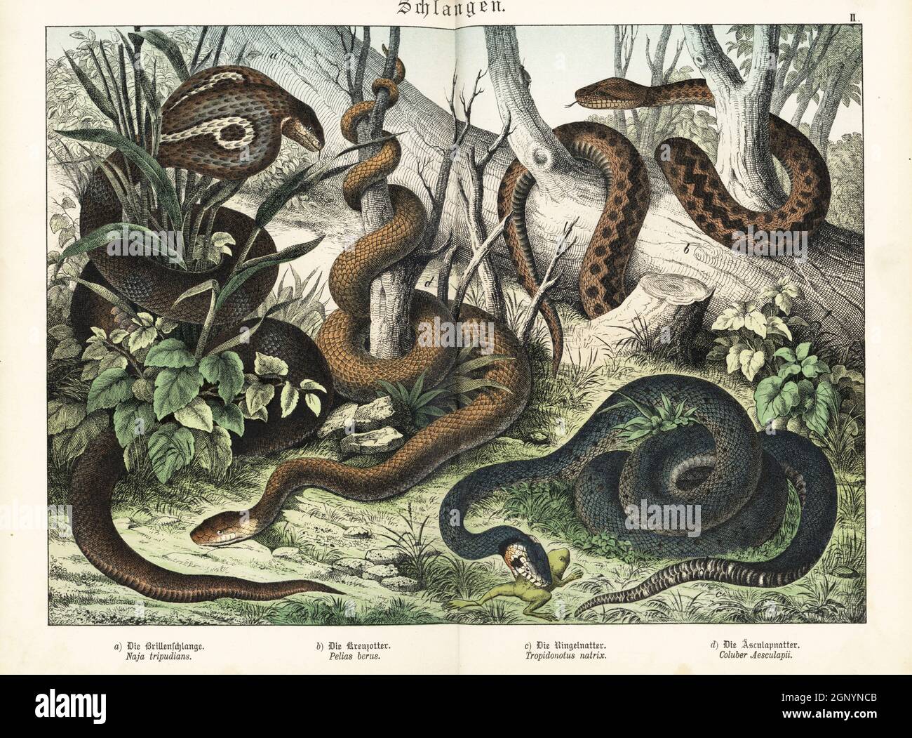 Monocled cobra, Naja kaouthia a, common European adder, Vipera berus b, grass snake with frog, Natrix natrix, c, and South American false coralsnake, Erythrolamprus aesculapii d. Chromolithograph from Gotthilf Heinrich von Schubert's Natural History of Animal Kingdoms for School and Home (Naturgeschichte des Tierreichs fur Schule und Haus), Schreiber, Munich, 1886. Stock Photo