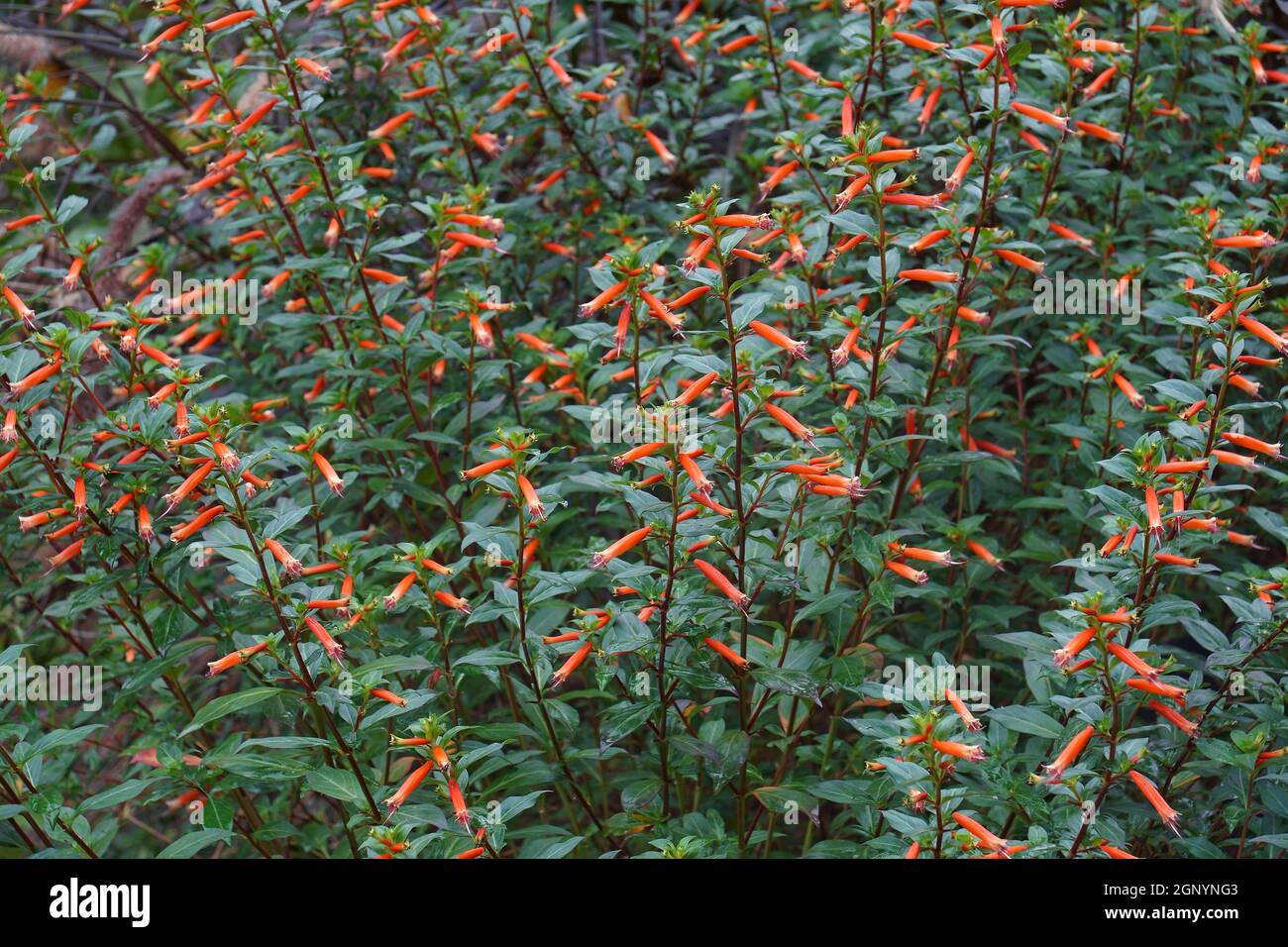 Cigar plant (Cuphea ignea). Called Cigar flower, Firecracker plant and
