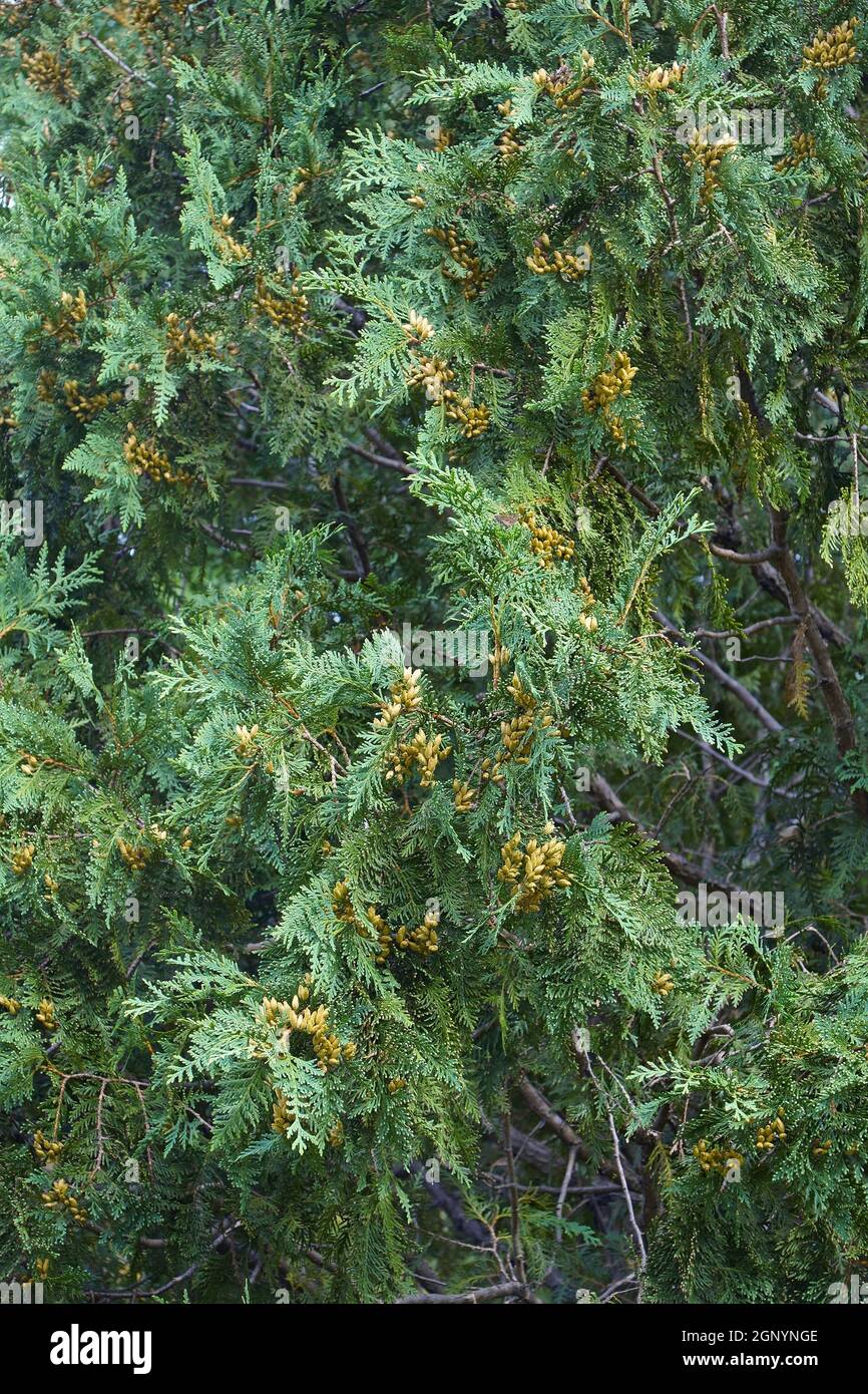 Arborvitae (Thuja occidentalis). Called Northeastern White Cedar also Stock Photo