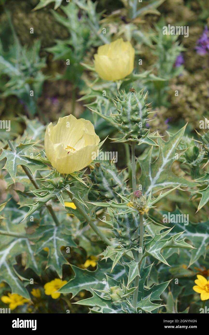 Mexican poppy (Argemone mexicana). Called Mexican prickly poppy, Flowering thistle and Cardo also Stock Photo