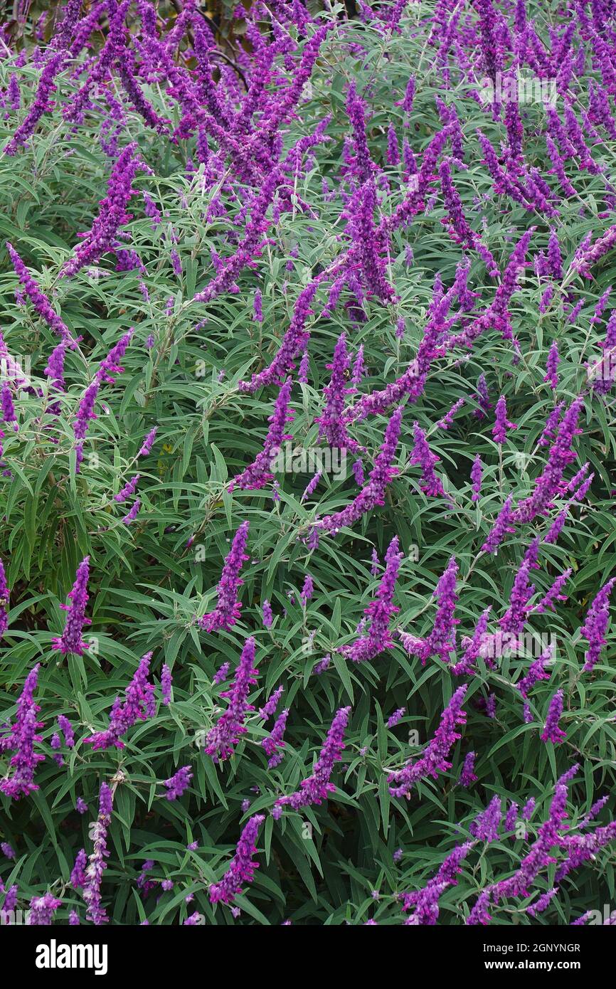 Mexican bush sage (Salvia leucantha). Called Velvet sage also Stock Photo