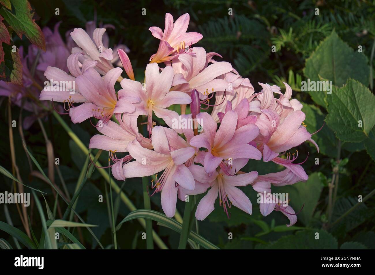 Surprise lily (Lycoris squamigera). Called Resurrection lily also Stock Photo