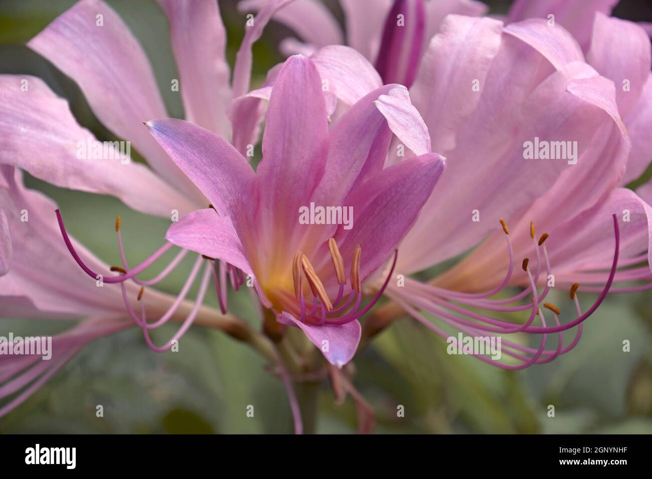 Surprise lily (Lycoris squamigera). Called Resurrection lily also Stock Photo