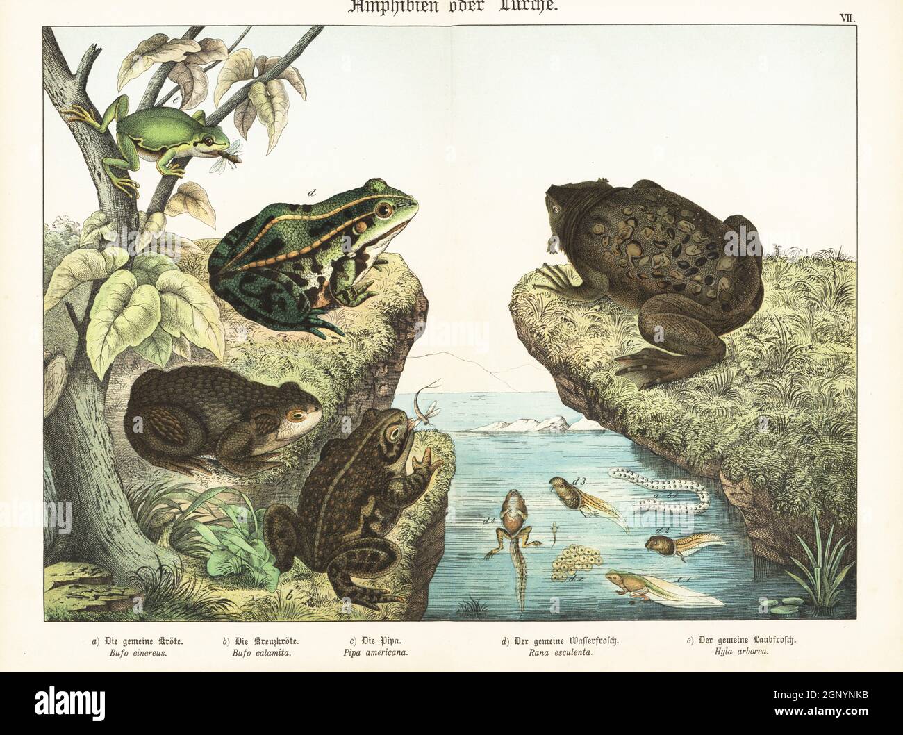 Common toad, Bufo bufo a, natterjack toad, Epidalea calamita b, common Surinam toad with young in its back, Pipa pipa c, edible frog with tadpoles, Pelophylax esculentus d, and European tree frog, Hyla arborea e. Chromolithograph from Gotthilf Heinrich von Schubert's Natural History of Animal Kingdoms for School and Home (Naturgeschichte des Tierreichs fur Schule und Haus), Schreiber, Munich, 1886. Stock Photo