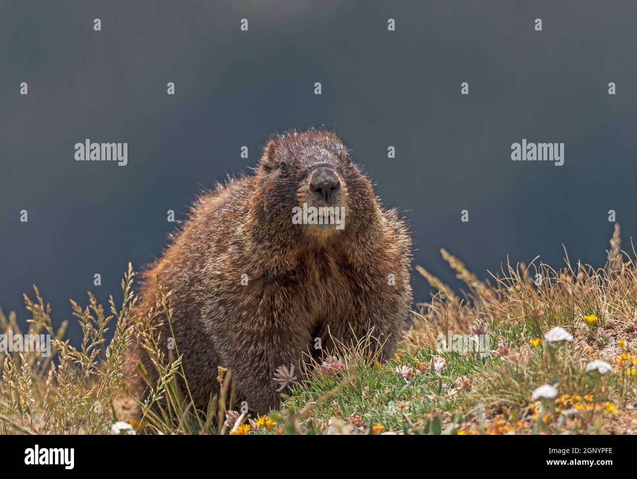 Yellow bellied Marmot in the Alpine Tundra in Rocky Mountain National