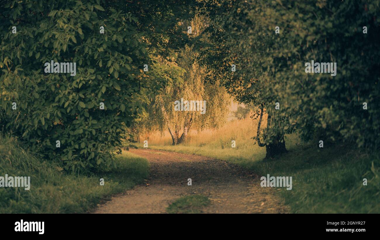 Beautiful shot of a road in a forest during the day Stock Photo - Alamy
