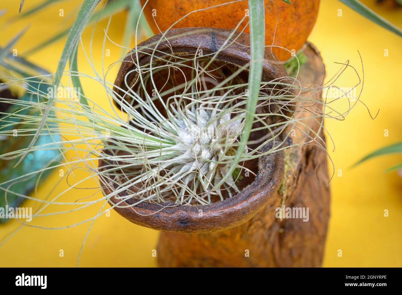 Nice composition of Tillandsia, species of evergreen, perennial flowering plants in the family Bromeliaceae, native to the forests, mountains and dese Stock Photo