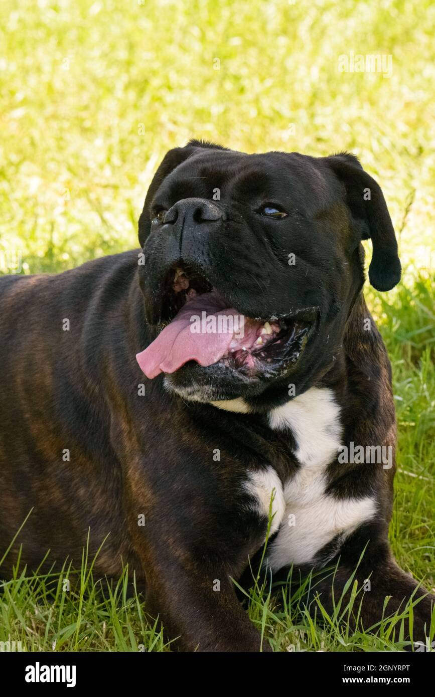 Nice portrait of a Deutscher boxer dog Stock Photo