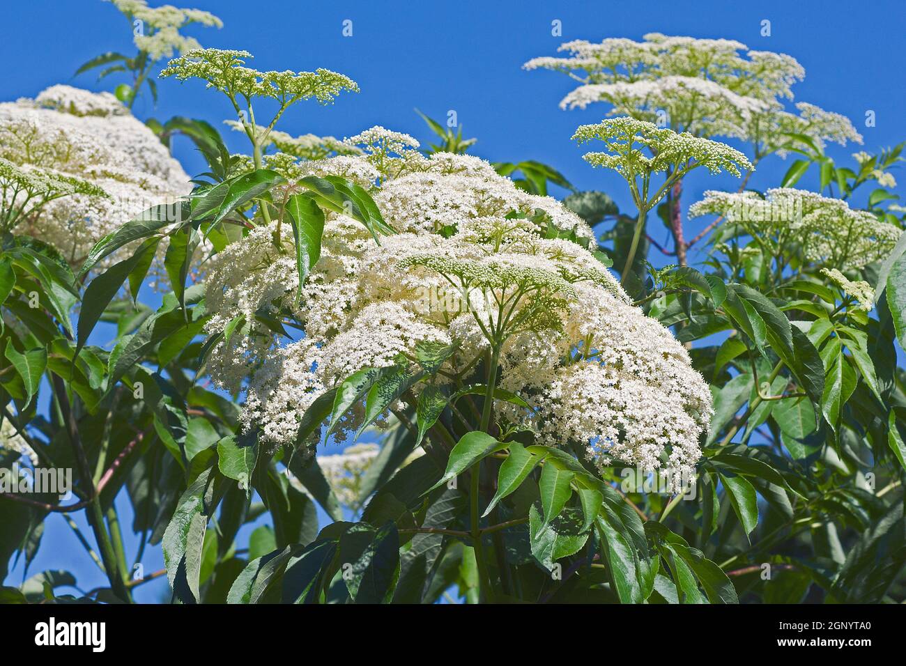 Canada elderberry hi-res stock photography and images - Alamy