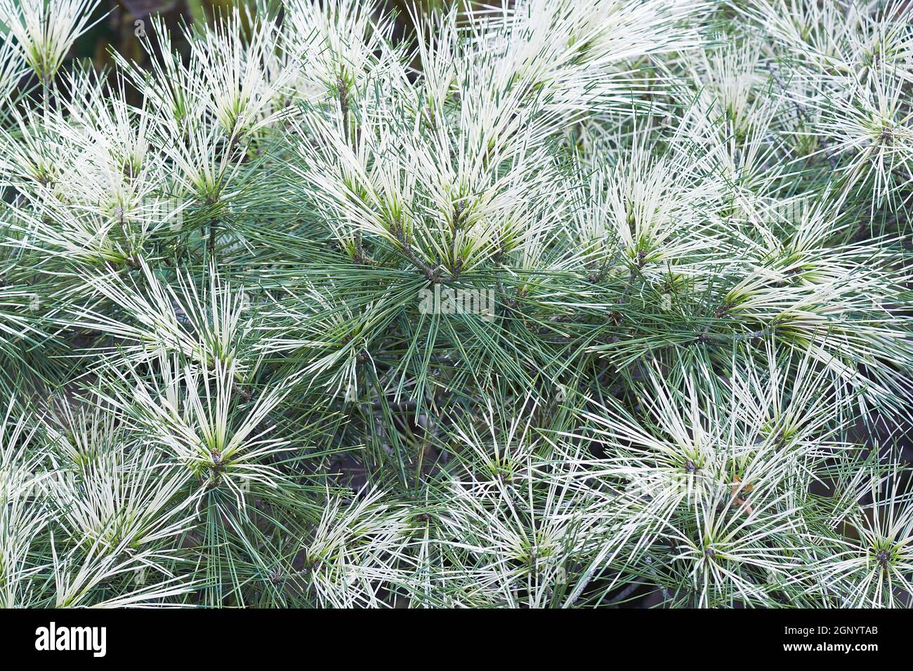 Japanese red pine pinus densiflora hi-res stock photography and images -  Alamy