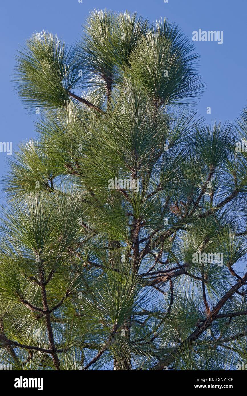 Longleaf pine (Pinus palustris). Called Southern Yellow Pine, Florida pine and Georgia pine also. Included in International Union for Conservation of Stock Photo