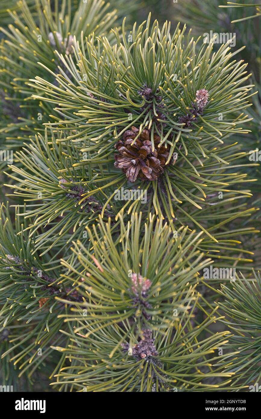 Tyrol mugo pine (Pinus mugo 'Tyrol') Stock Photo