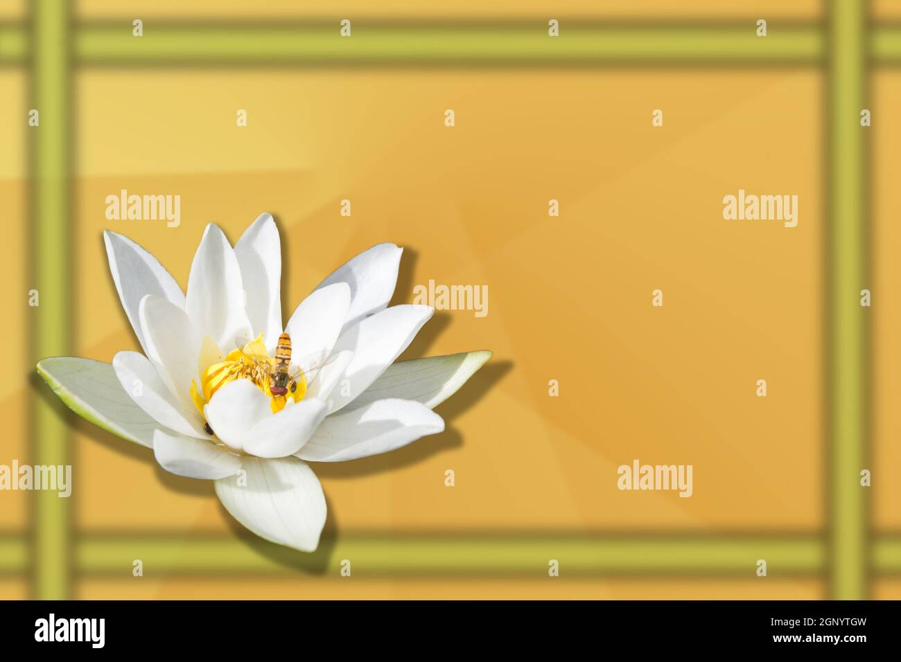 The water lilies (Nymphaea) are a genus of plants in the family of the