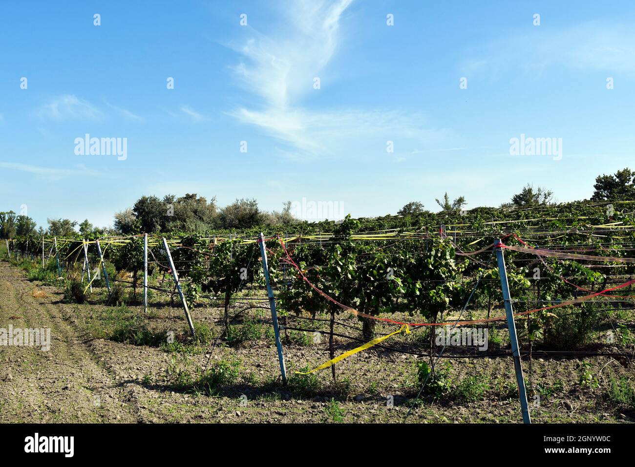 Austria, Grapevines protected with colored ribbons as a deterrent against bird damage in Neusiedlersee-Seewinkel national park in Burgenland in the Pa Stock Photo