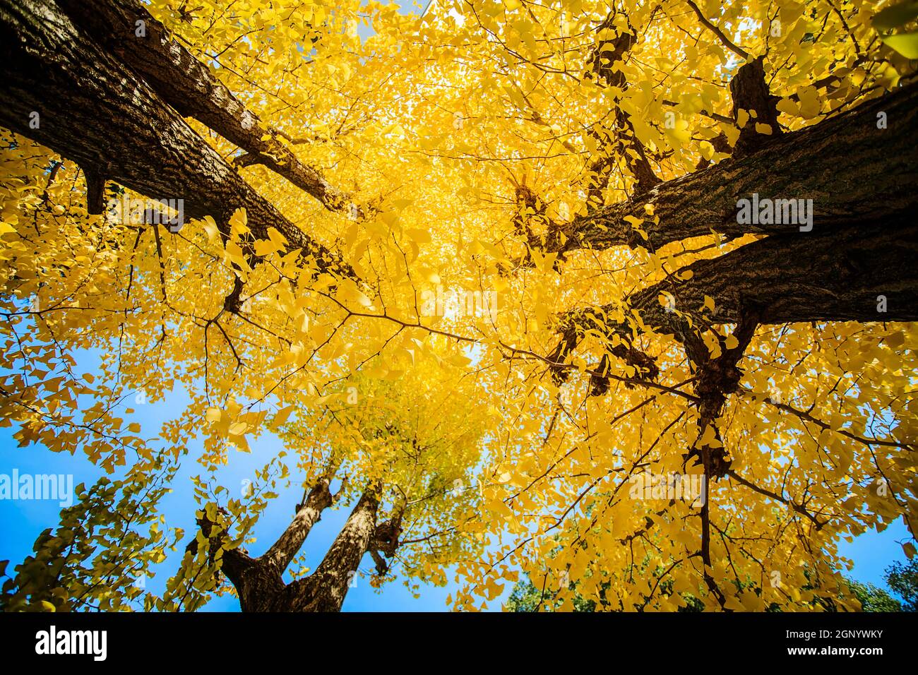 The yellow leaves of Ginkgo biloba on the branches of trees on an ...