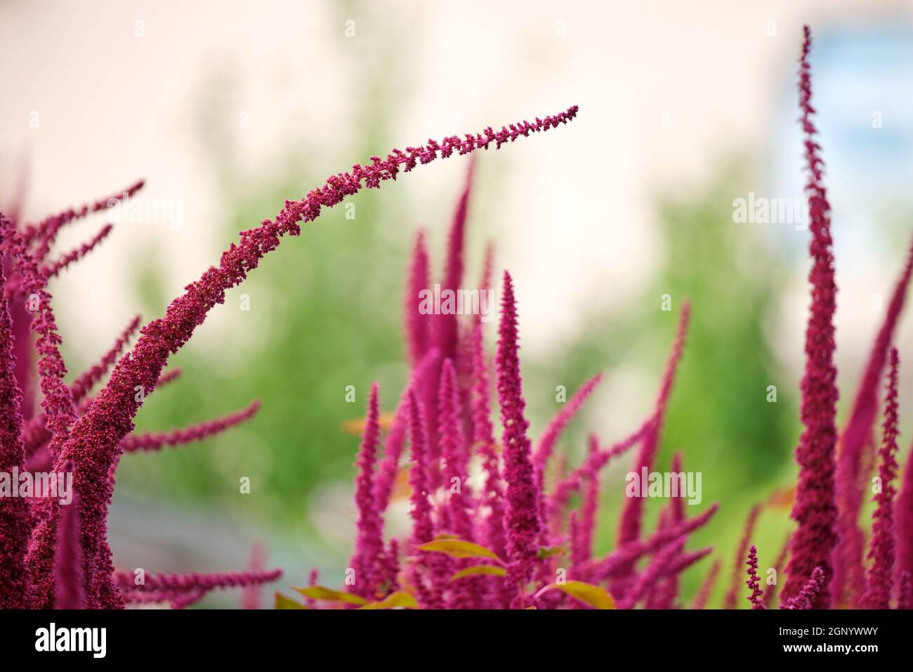 Indian red amaranth plant growing in summer garden. Leaf vegetable