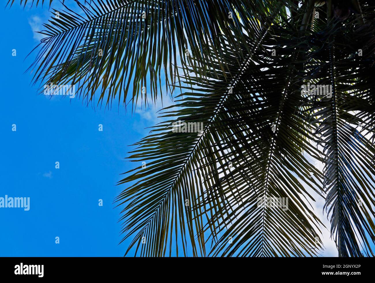 Palm tree leaves and blue sky Stock Photo - Alamy