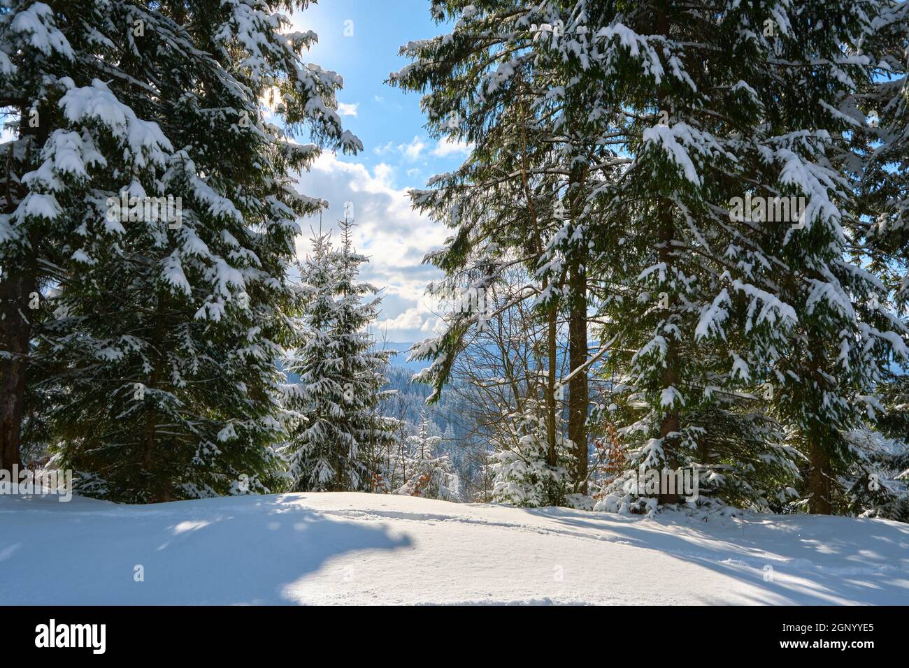 Bright winter landscape with pine trees covered with fresh fallen snow ...