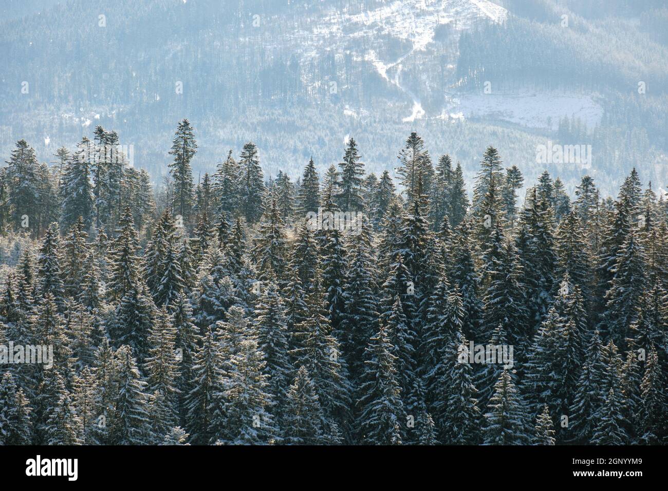Pine trees covered with fresh fallen snow in winter mountain forest on ...