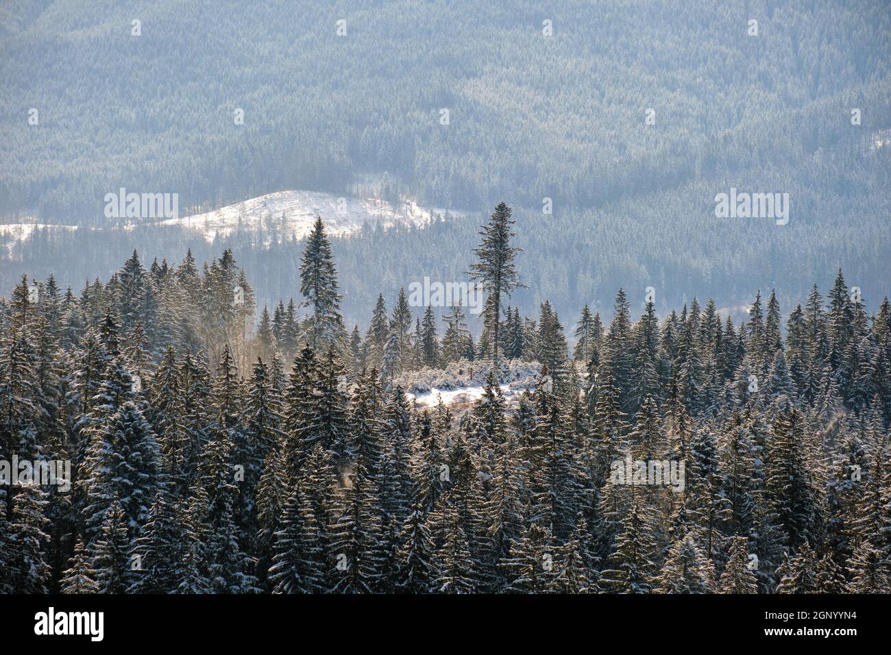 Bright winter landscape with pine trees covered with fresh fallen snow ...