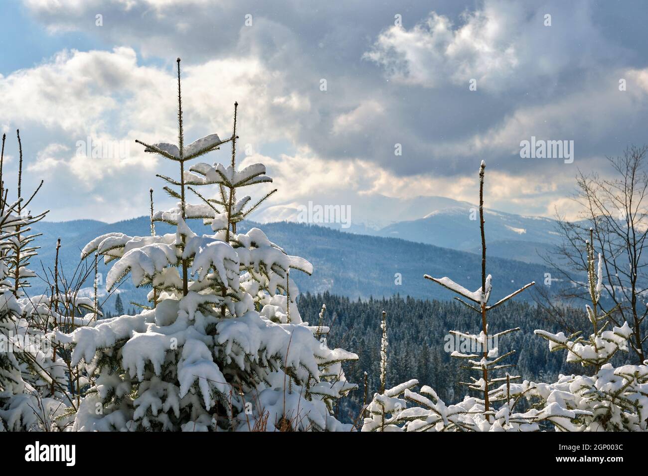 Closeup of pine tree branches covered with fresh fallen snow in winter ...