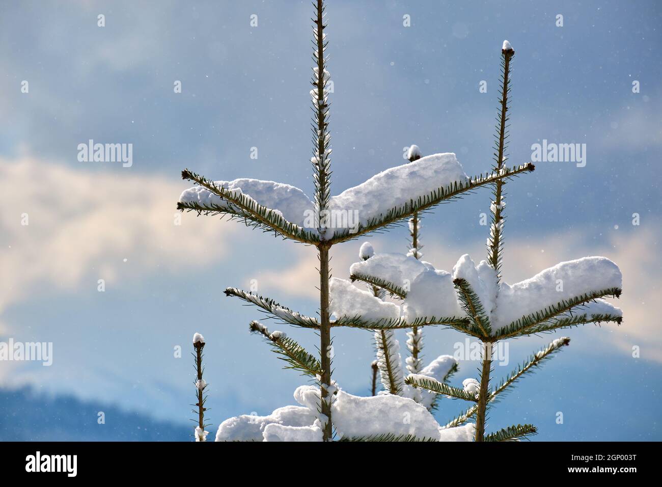 Closeup of pine tree branches covered with fresh fallen snow in winter ...