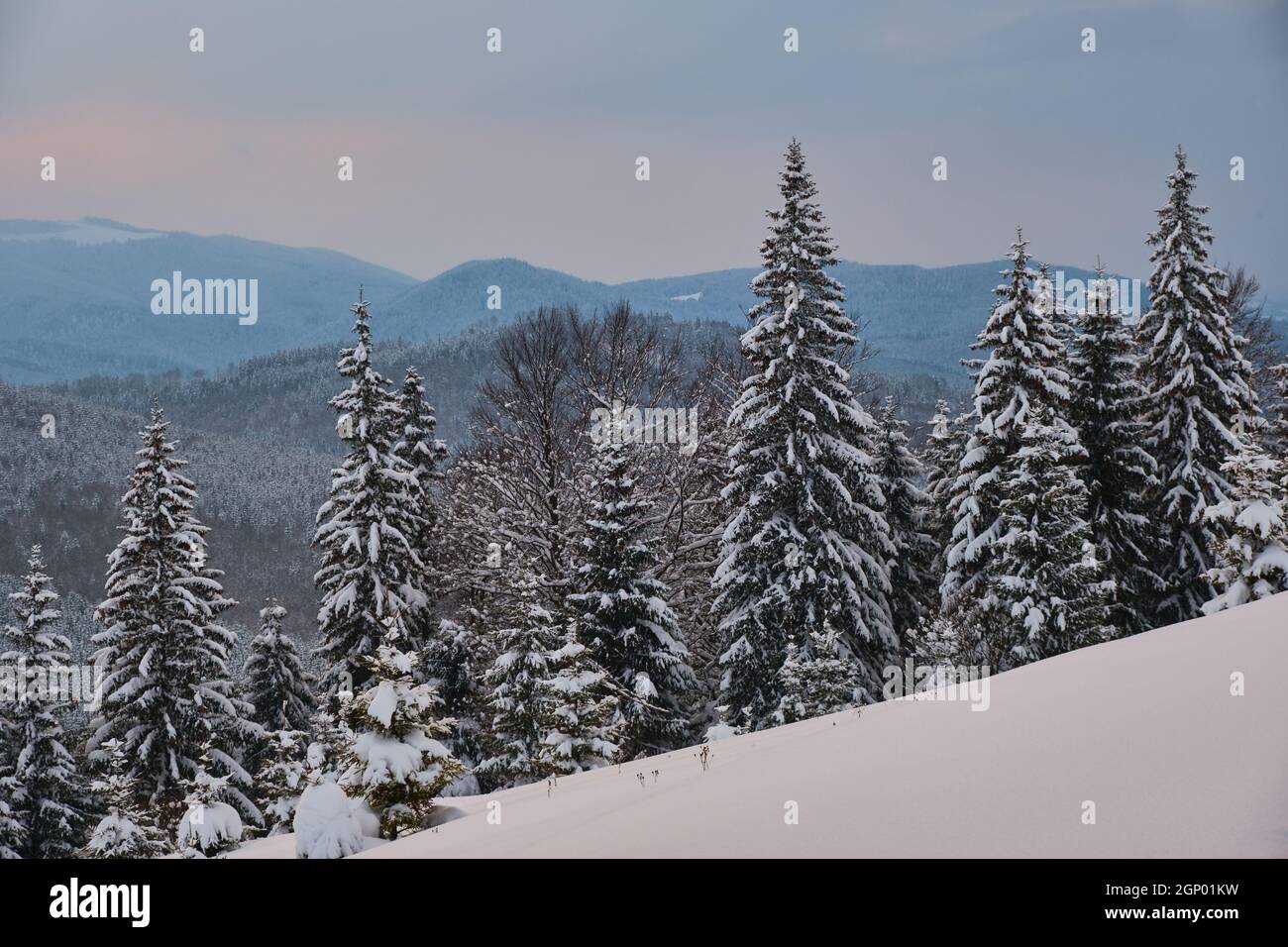 Bright winter landscape with pine trees covered with fresh fallen snow ...