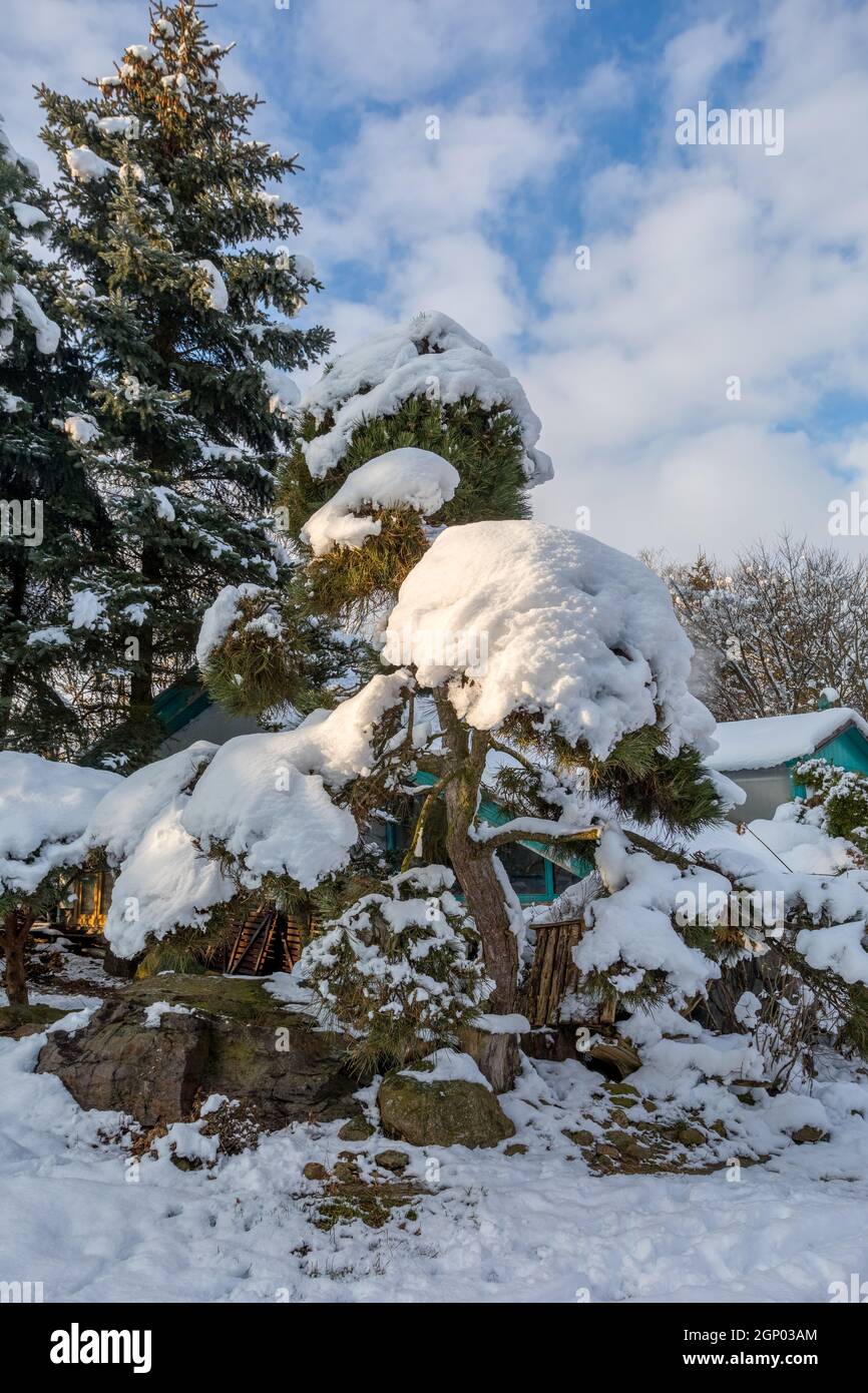 Beautiful evergreen winter garden with conifers and trees covered by fresh snow Stock Photo